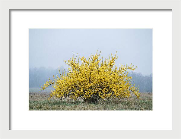 Brilliant Forsythia Bloom