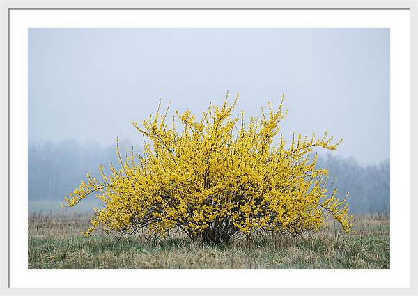 Brilliant Forsythia Bloom
