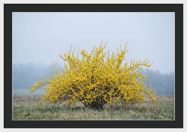 Brilliant Forsythia Bloom