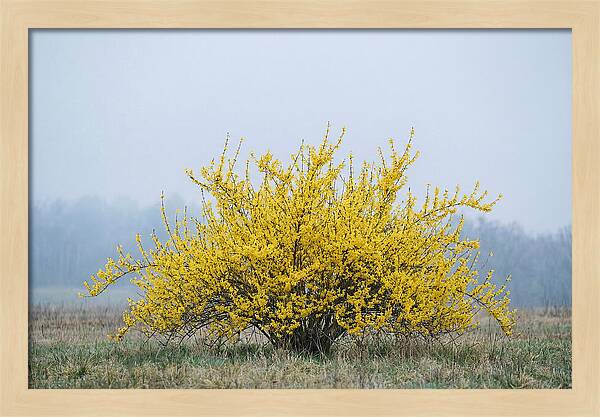 Brilliant Forsythia Bloom