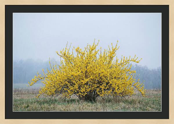 Brilliant Forsythia Bloom