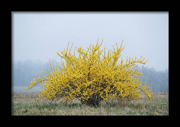 Brilliant Forsythia Bloom