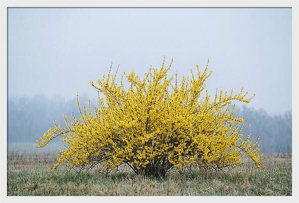 Brilliant Forsythia Bloom