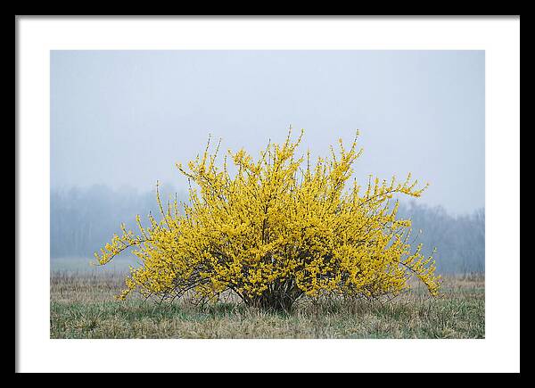 Brilliant Forsythia Bloom