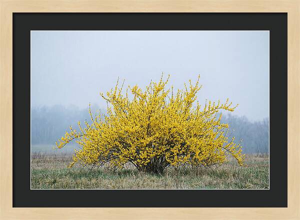 Brilliant Forsythia Bloom