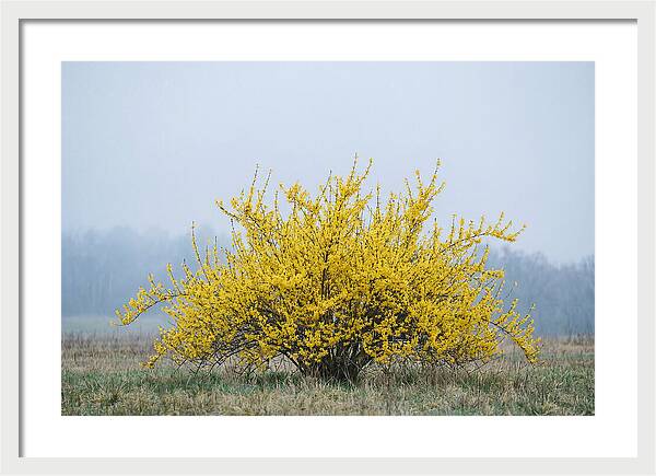 Brilliant Forsythia Bloom