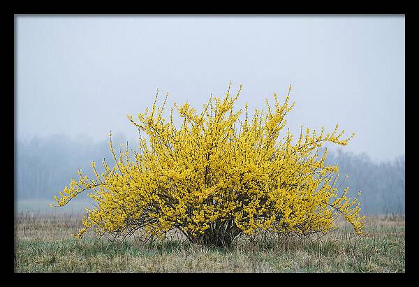 Brilliant Forsythia Bloom