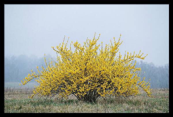 Brilliant Forsythia Bloom
