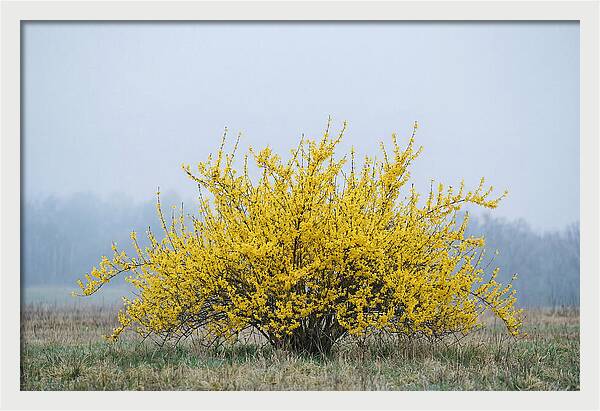 Brilliant Forsythia Bloom