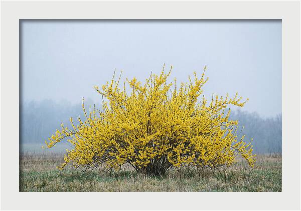 Brilliant Forsythia Bloom