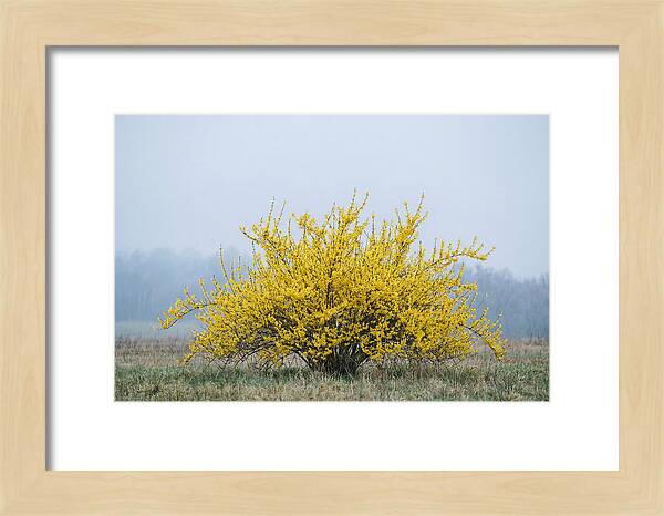 Brilliant Forsythia Bloom