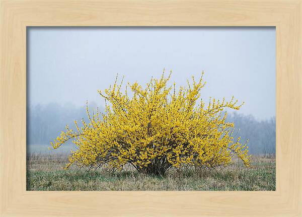 Brilliant Forsythia Bloom