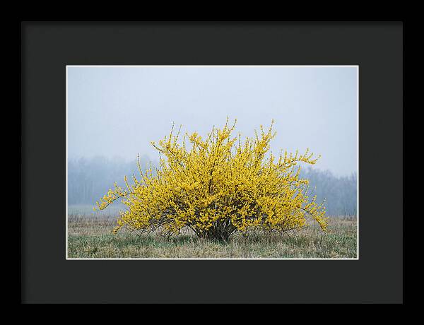 Brilliant Forsythia Bloom