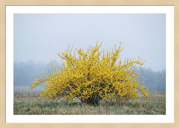Brilliant Forsythia Bloom