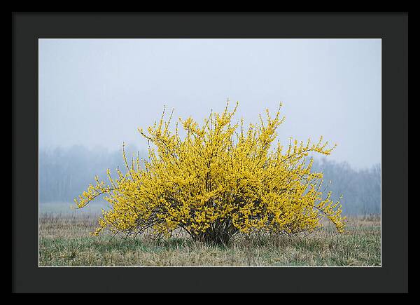 Brilliant Forsythia Bloom
