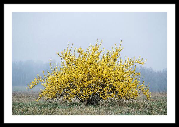 Brilliant Forsythia Bloom