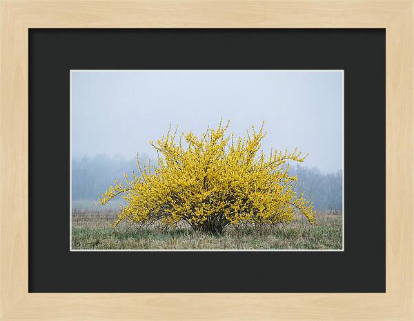 Brilliant Forsythia Bloom