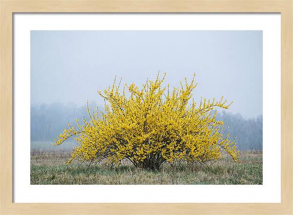 Brilliant Forsythia Bloom