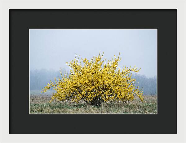 Brilliant Forsythia Bloom