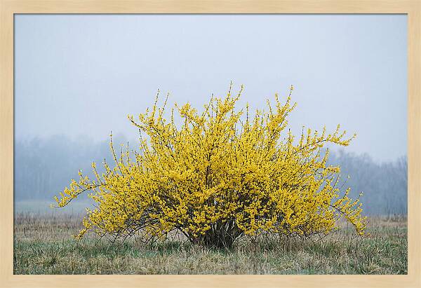 Brilliant Forsythia Bloom