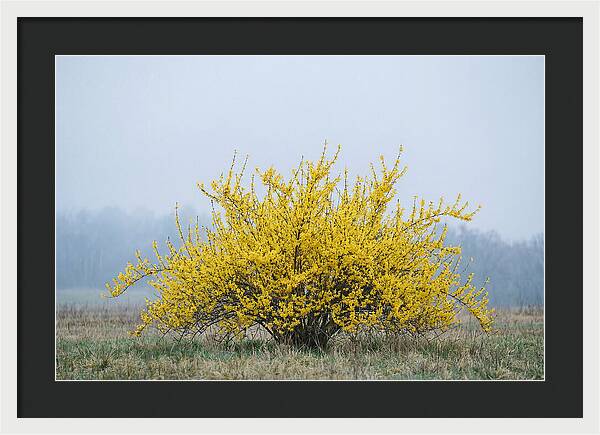 Brilliant Forsythia Bloom