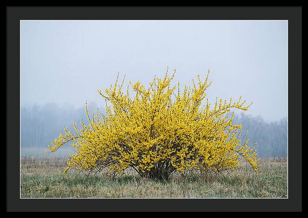 Brilliant Forsythia Bloom