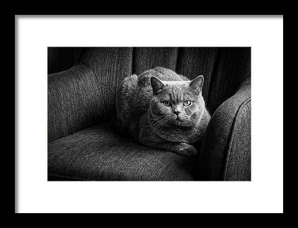 British Shorthair Cat Portrait