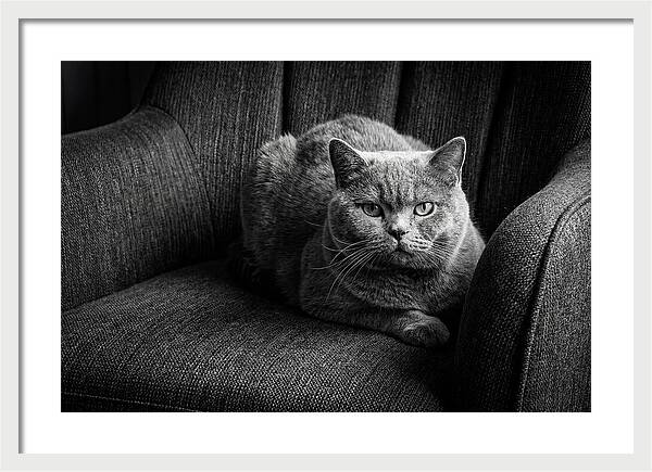 British Shorthair Cat Portrait