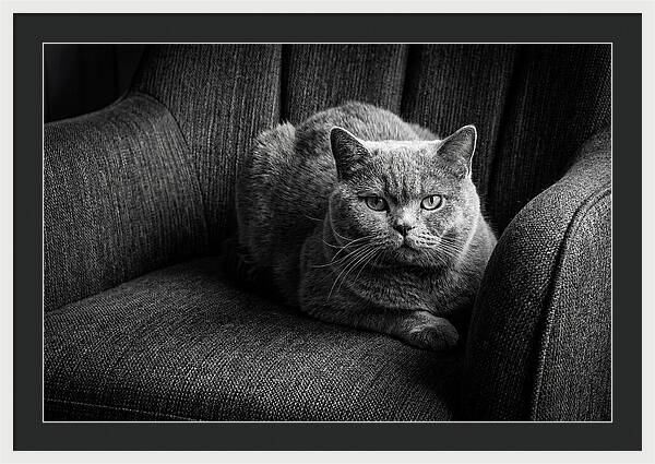 British Shorthair Cat Portrait