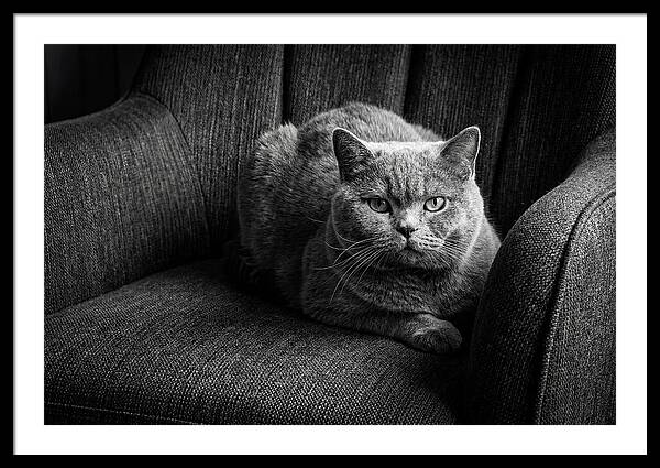 British Shorthair Cat Portrait