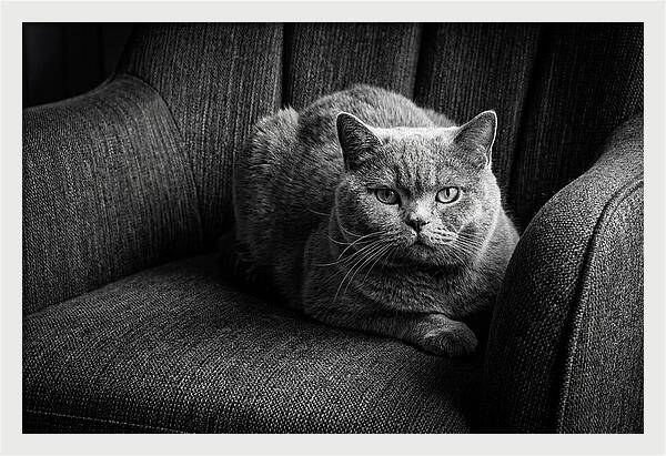 British Shorthair Cat Portrait