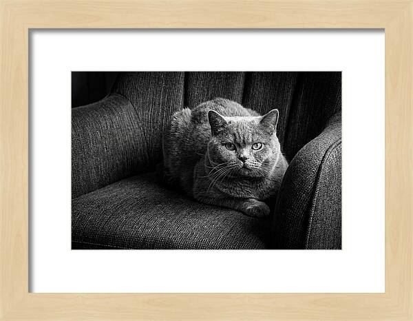 British Shorthair Cat Portrait