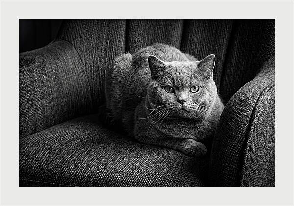 British Shorthair Cat Portrait
