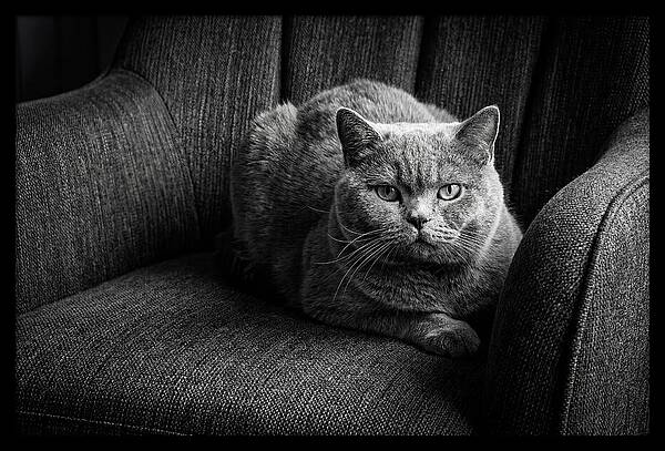 British Shorthair Cat Portrait