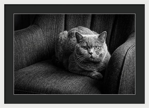 British Shorthair Cat Portrait