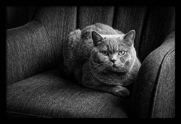 British Shorthair Cat Portrait