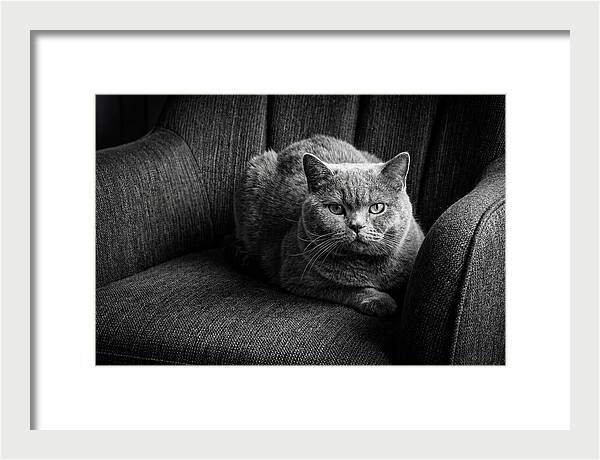 British Shorthair Cat Portrait