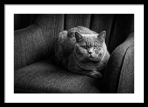 British Shorthair Cat Portrait