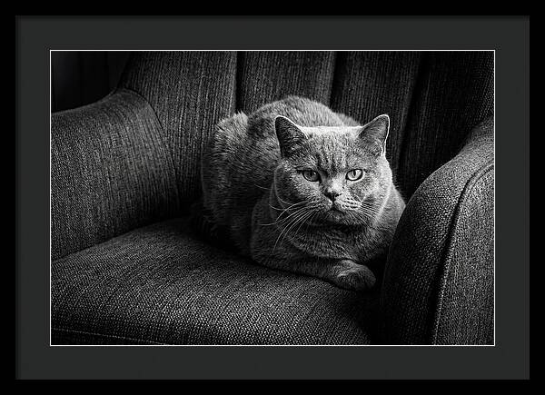 British Shorthair Cat Portrait