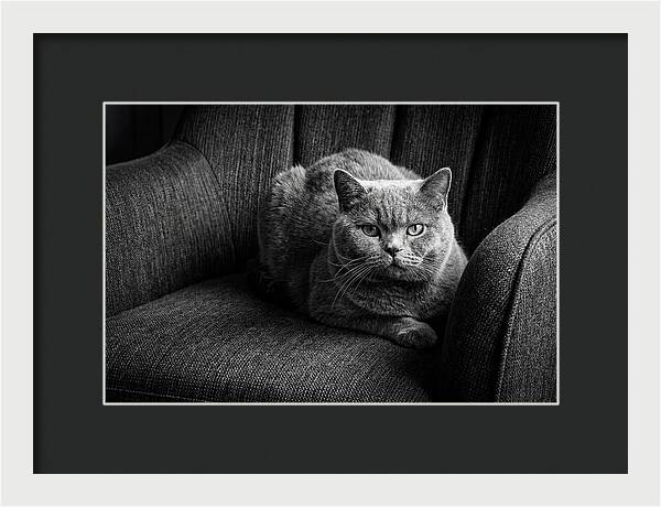 British Shorthair Cat Portrait