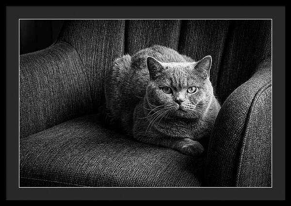 British Shorthair Cat Portrait