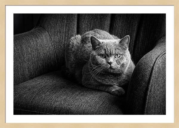 British Shorthair Cat Portrait