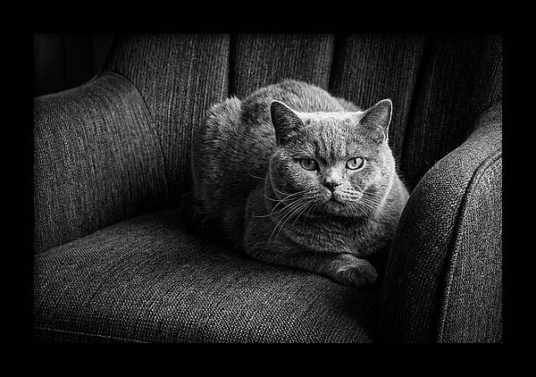 British Shorthair Cat Portrait