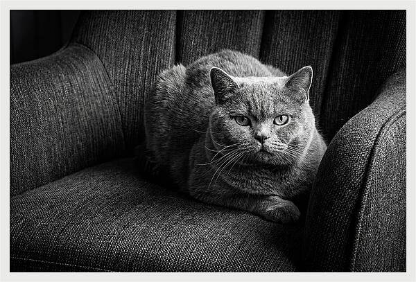 British Shorthair Cat Portrait