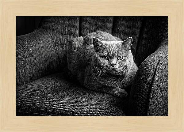 British Shorthair Cat Portrait