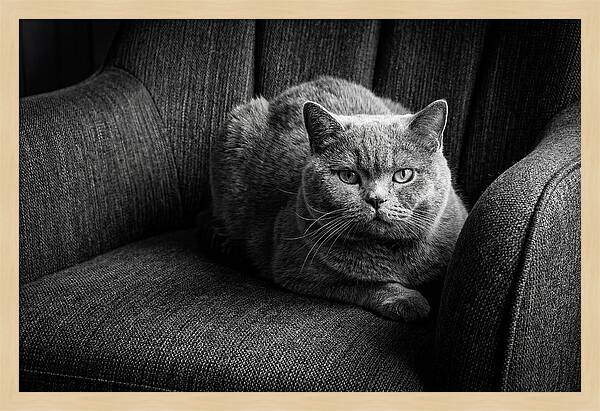 British Shorthair Cat Portrait