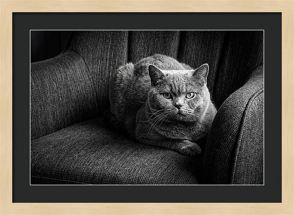 British Shorthair Cat Portrait