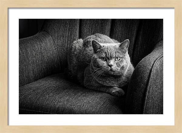 British Shorthair Cat Portrait