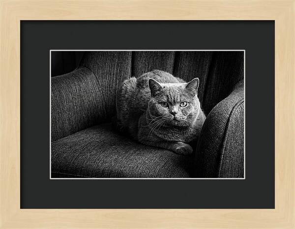 British Shorthair Cat Portrait