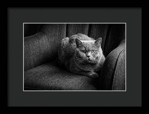 British Shorthair Cat Portrait